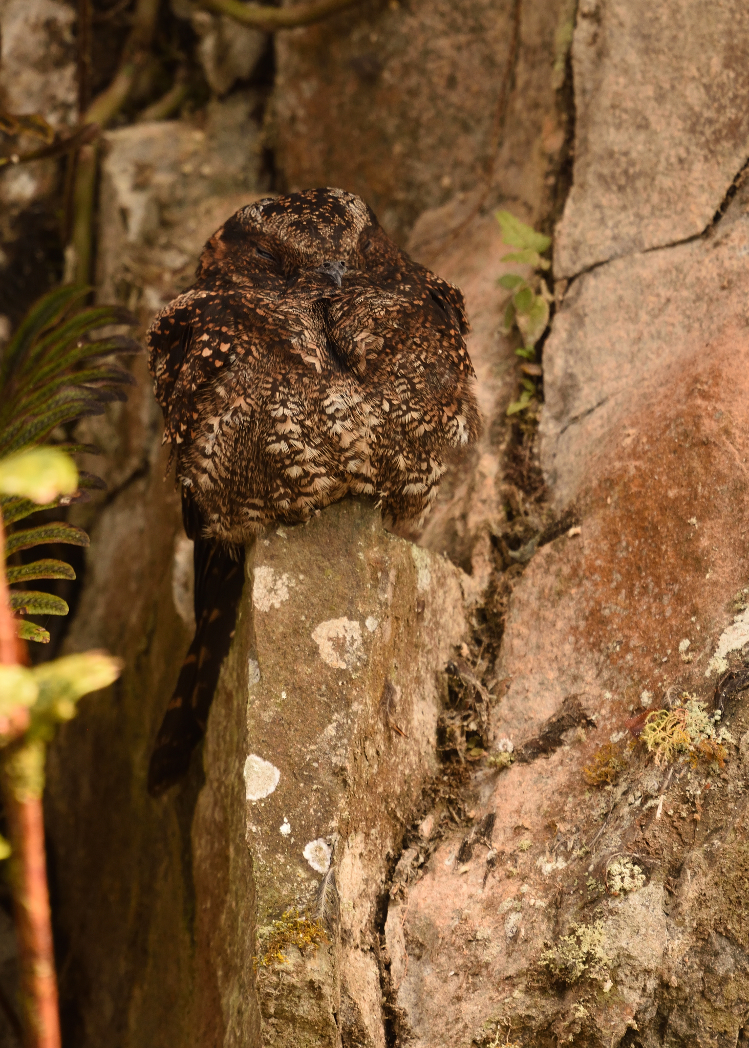 Lyre-tailed Nightjar (Uropsalis lyra), photo 6