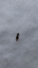 Scoliocentra nigrinervis