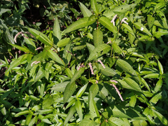 Persicaria lapathifolia