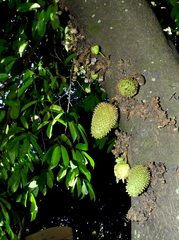 Annona muricata