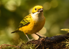 Tangara icterocephala