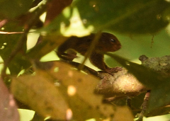 Microsciurus