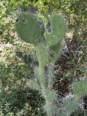 Opuntia caracassana