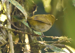 Chlorospingus flavigularis