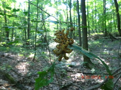 Macremphytus tarsatus