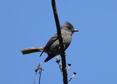 Contopus fumigatus