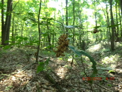 Macremphytus tarsatus