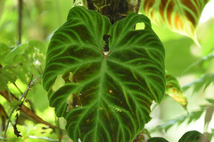 Philodendron verrucosum
