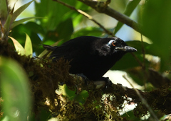 Hafferia zeledoni