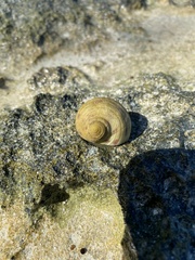 Nerita peloronta