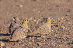 Pterocles coronatus