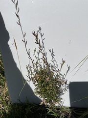 Descurainia kenheilii