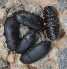 Opatroides punctulatus