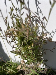 Descurainia kenheilii