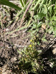 Descurainia kenheilii