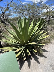Furcraea andina