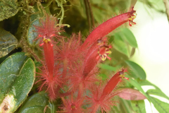 Columnea minor
