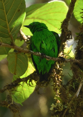 Chlorochrysa phoenicotis