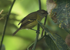 Camptostoma obsoletum