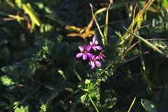 Erodium cicutarium