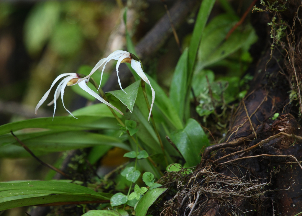 Maxillaria caucana