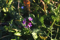 Erodium cicutarium