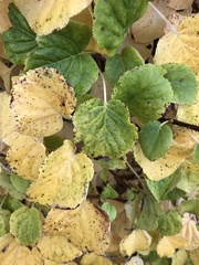 Hydrangea petiolaris
