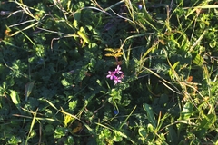Erodium cicutarium