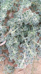 Medicago marina