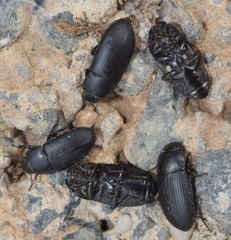 Opatroides punctulatus