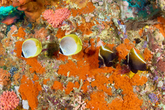 Heniochus varius
