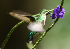 Chlorostilbon melanorhynchus