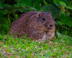 Galea leucoblephara