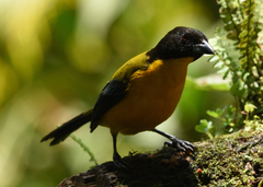 Anisognathus notabilis