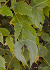 Magnoliopsida