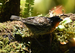 Ixothraupis rufigula