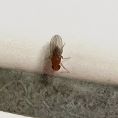 Drosophila