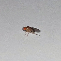 Drosophila
