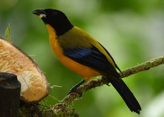 Anisognathus notabilis