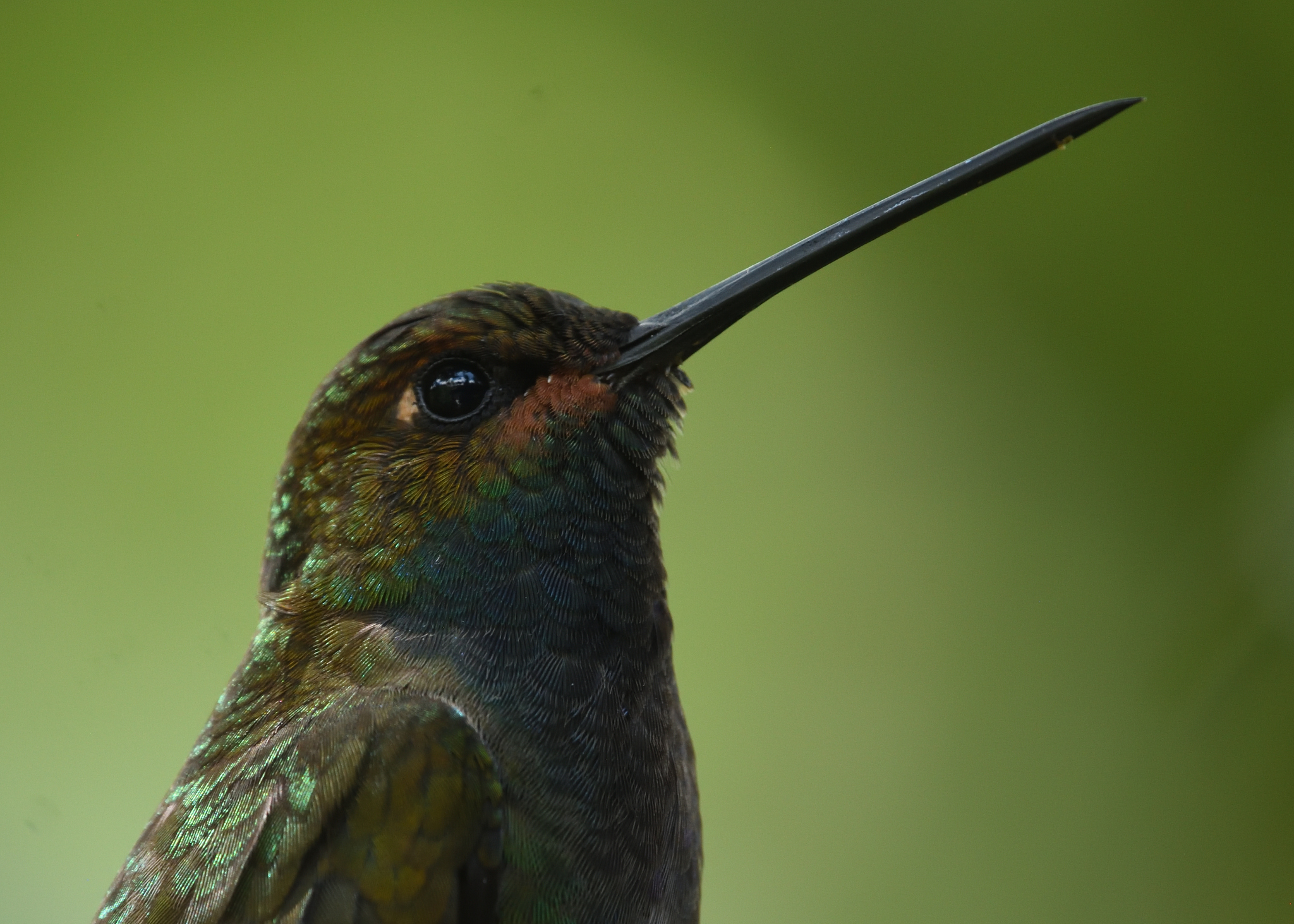 Rufous-gaped Hillstar illustration