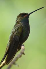 Urochroa bougueri