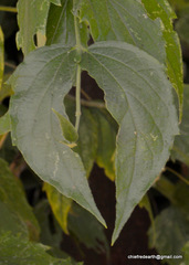 Magnoliopsida