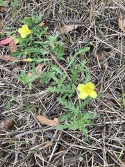 Oenothera laciniata
