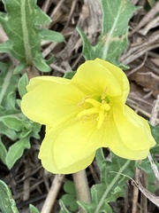 Oenothera laciniata
