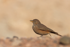 Ammomanes deserti