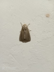 Bityla defigurata