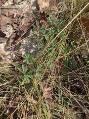 Lupinus perennis