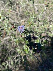 Ceanothus tomentosus