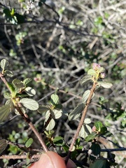 Ceanothus tomentosus