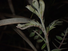 Catocala abbreviatella